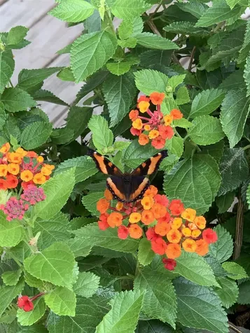 2 Hillcrest Road Essex Junction VT 05452