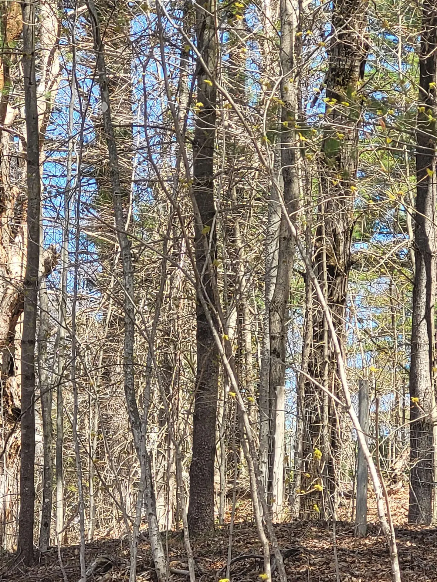 921 Coppermine Road Corinth VT 05039