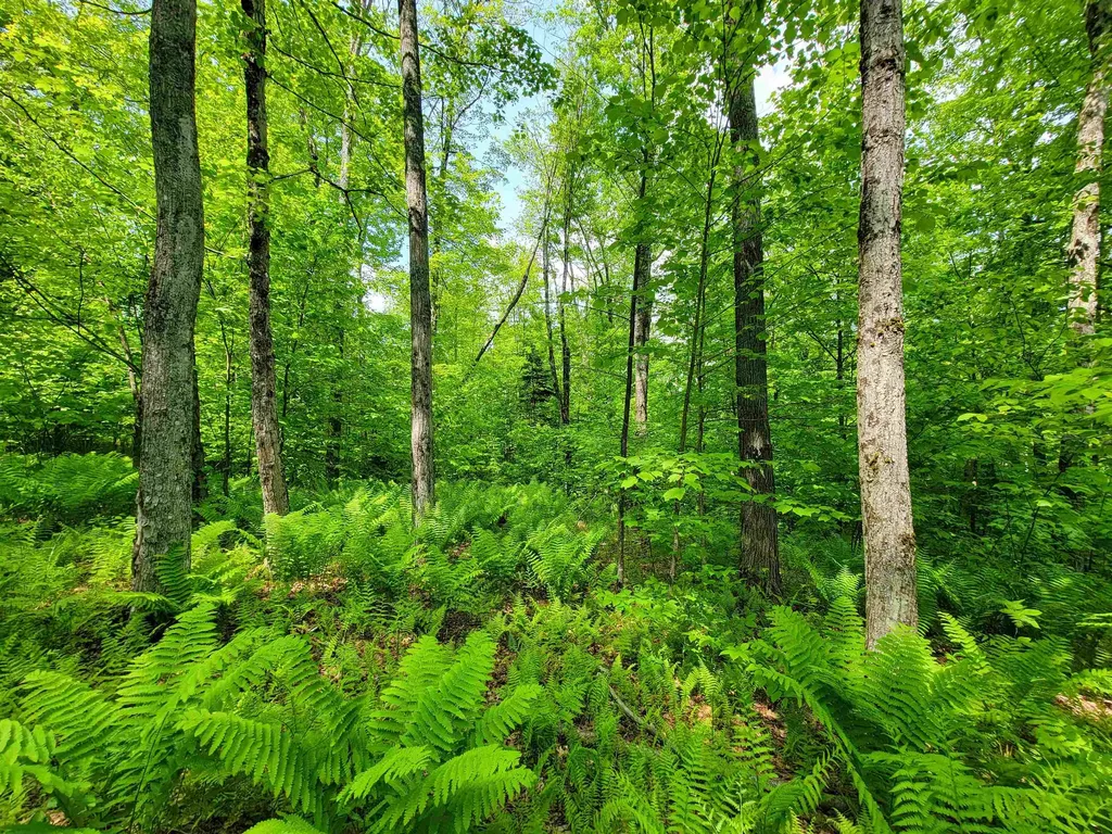 184 Schoolhouse Road Jamaica VT 05343