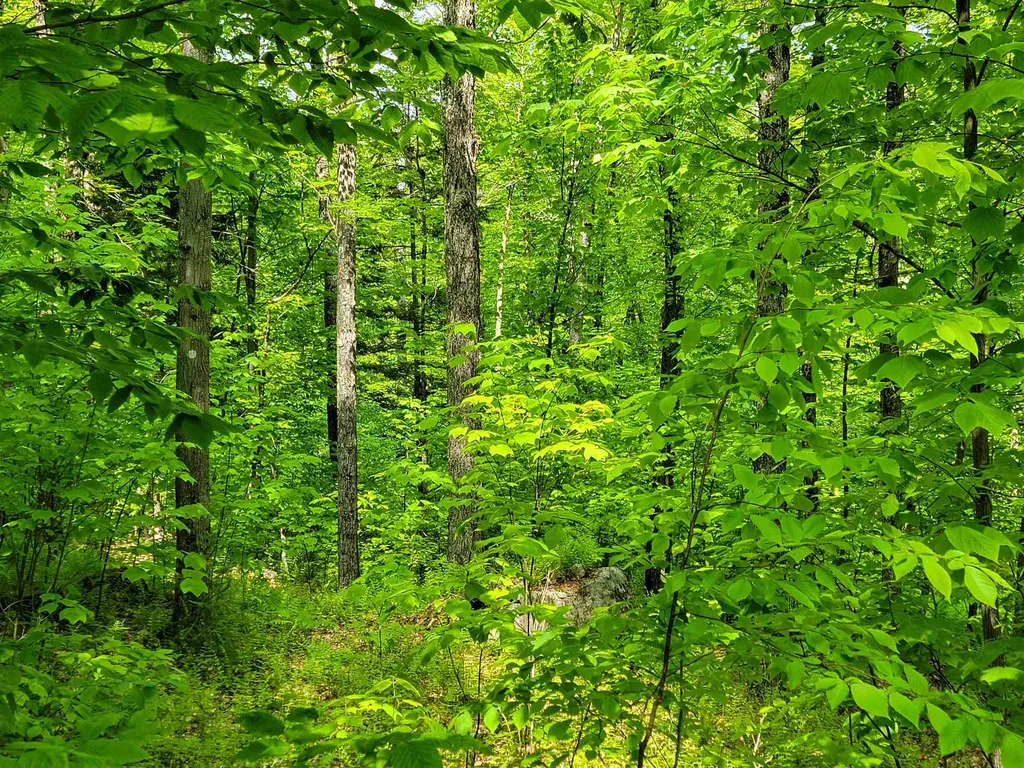 184 Schoolhouse Road Jamaica VT 05343