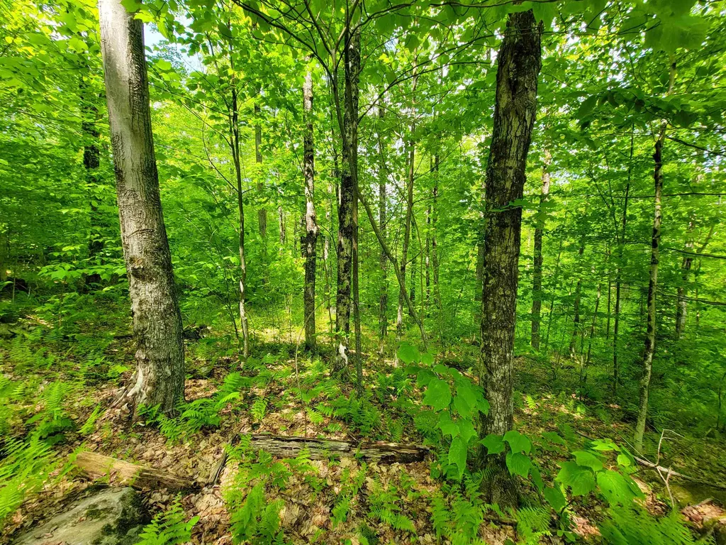 184 Schoolhouse Road Jamaica VT 05343