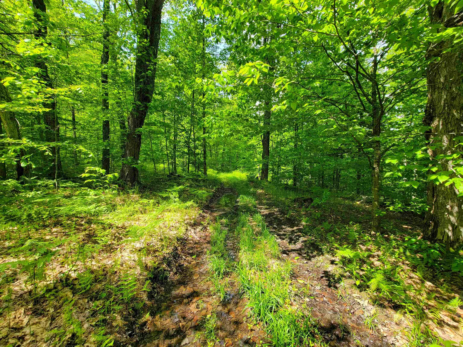 184 Schoolhouse Road Jamaica VT 05343