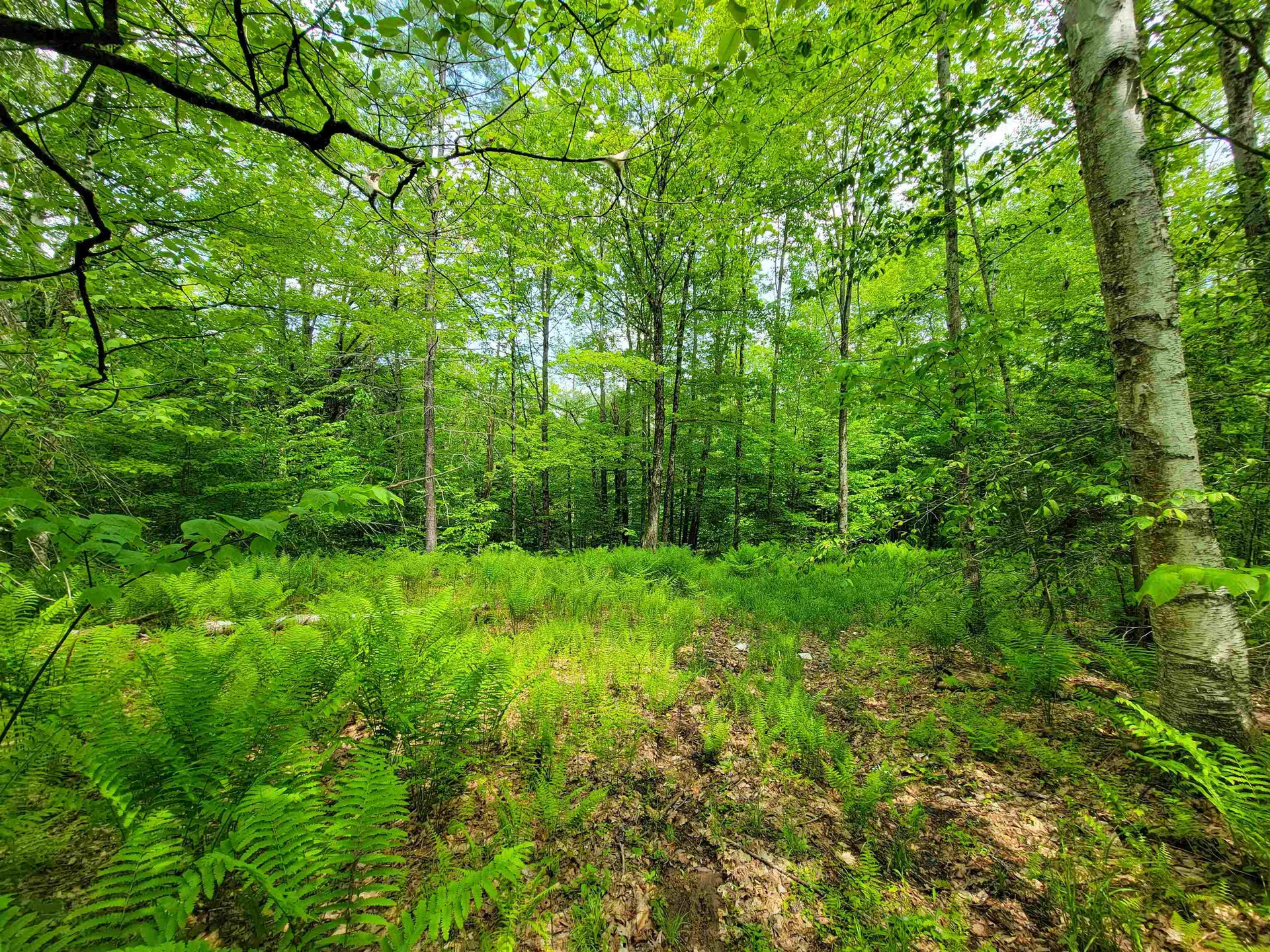 184 Schoolhouse Road Jamaica VT 05343