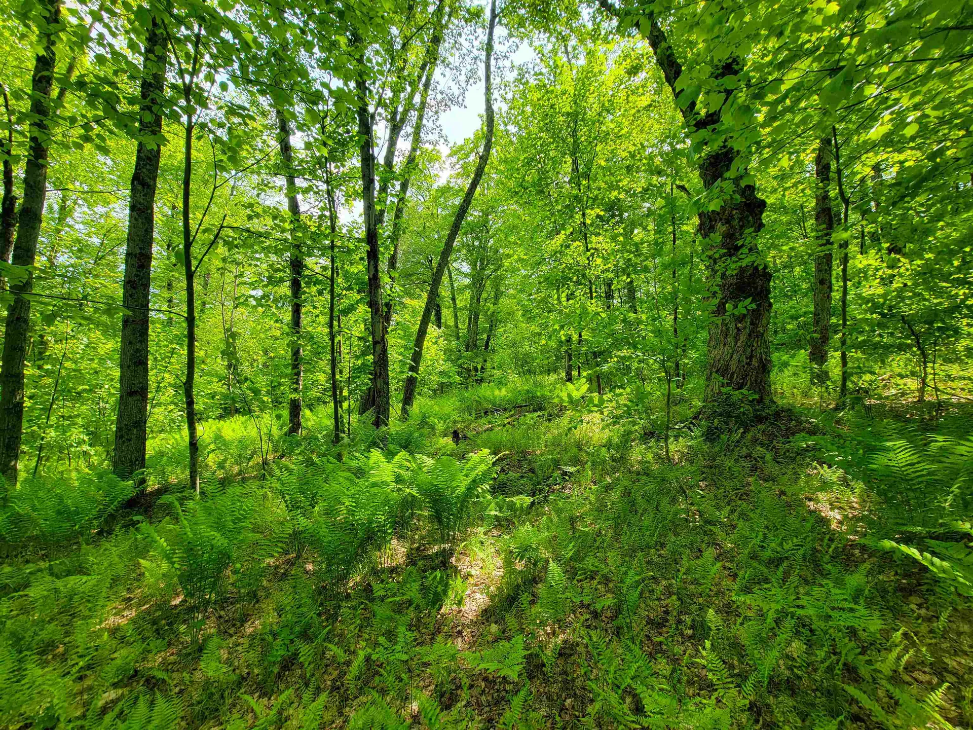 184 Schoolhouse Road Jamaica VT 05343