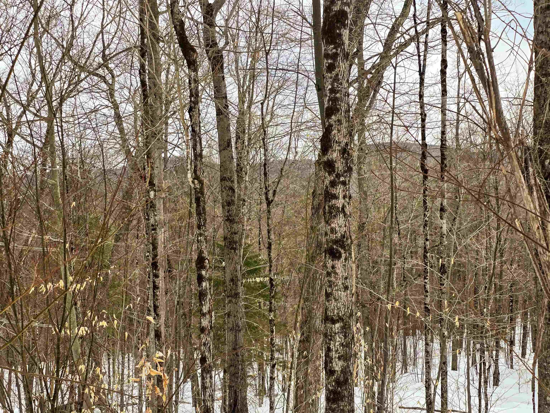 184 Schoolhouse Road Jamaica VT 05343