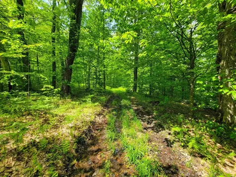 184 Schoolhouse Road Jamaica VT 05343