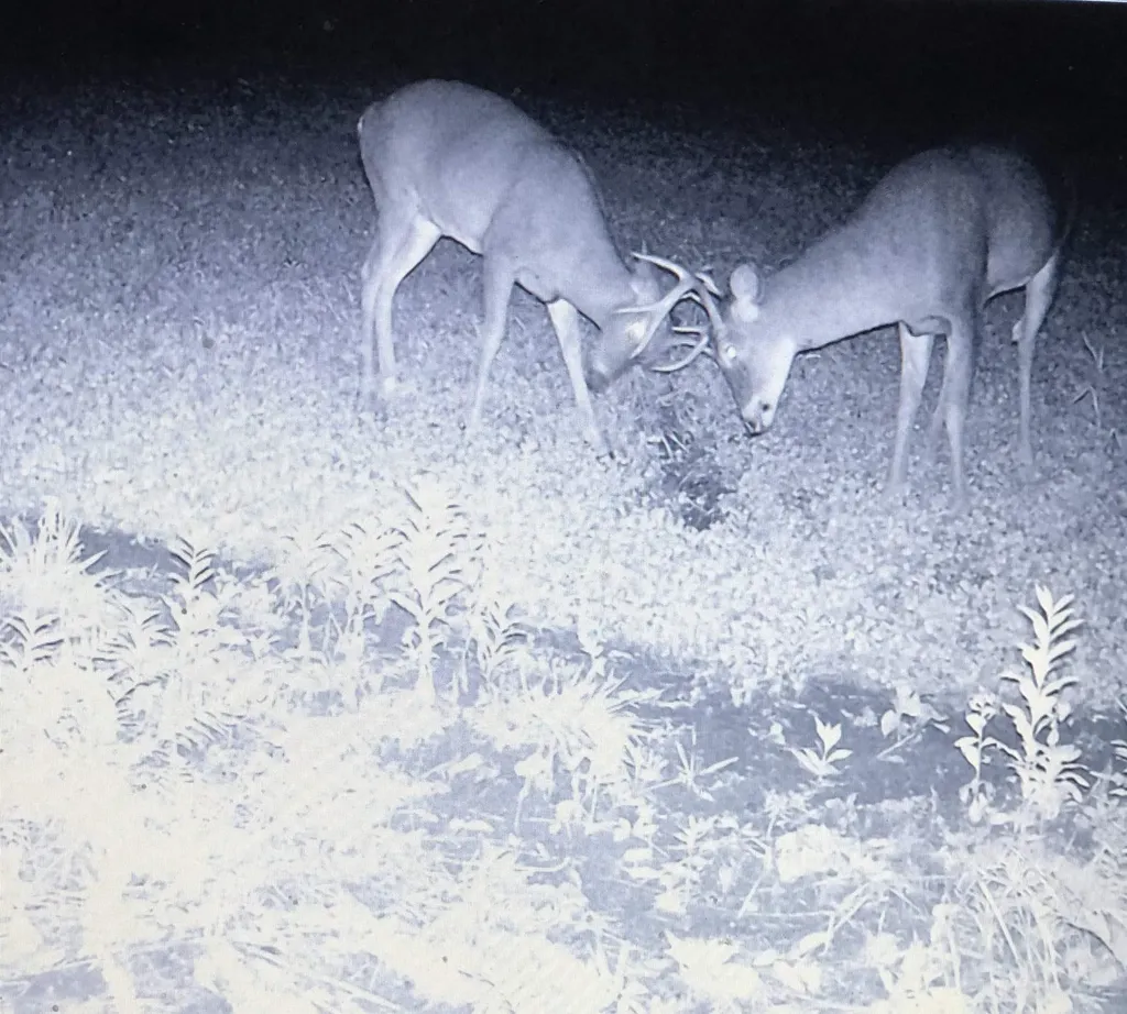 849 Mount Bess Road Charleston VT 05872