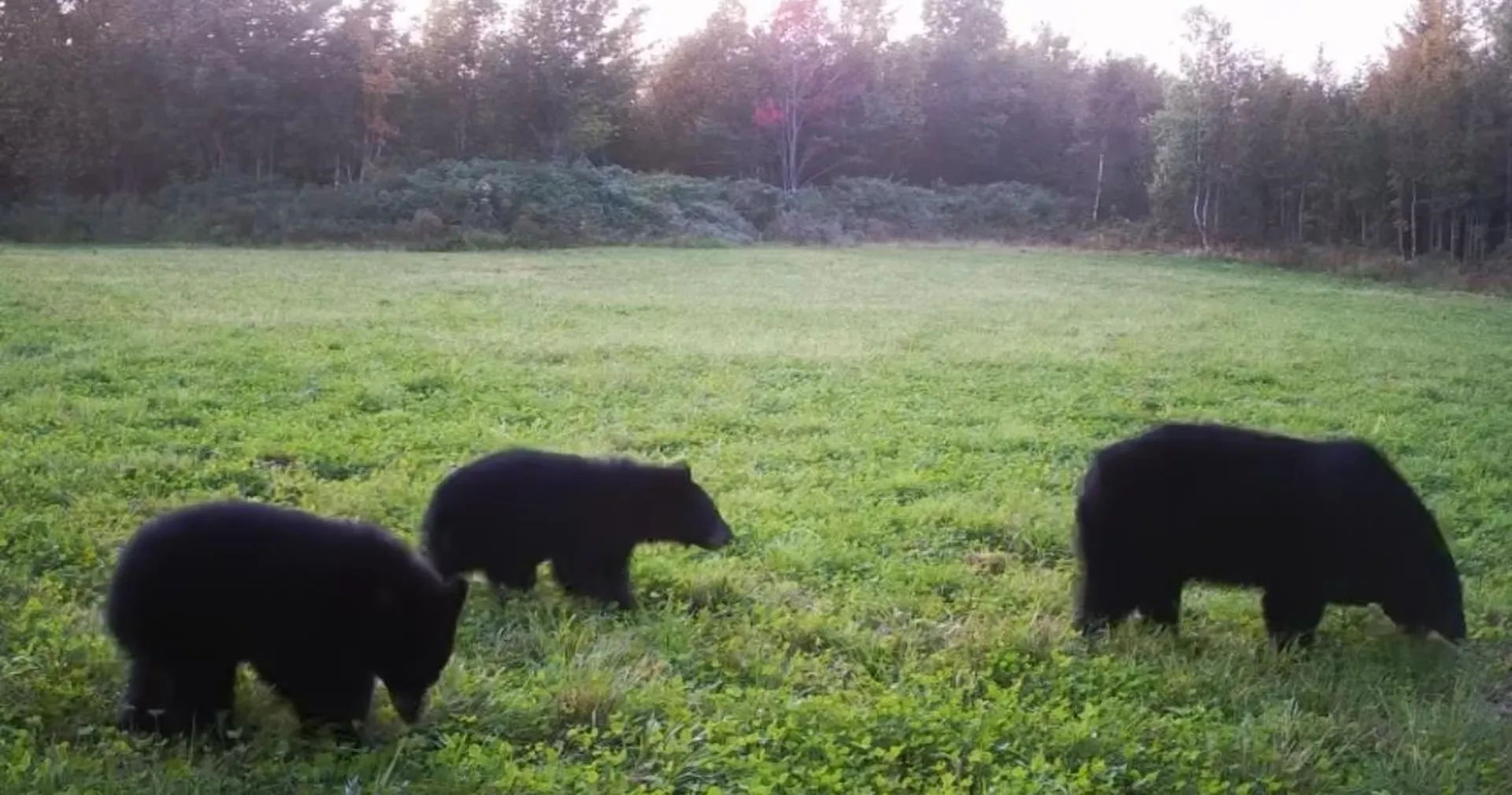 849 Mount Bess Road Charleston VT 05872