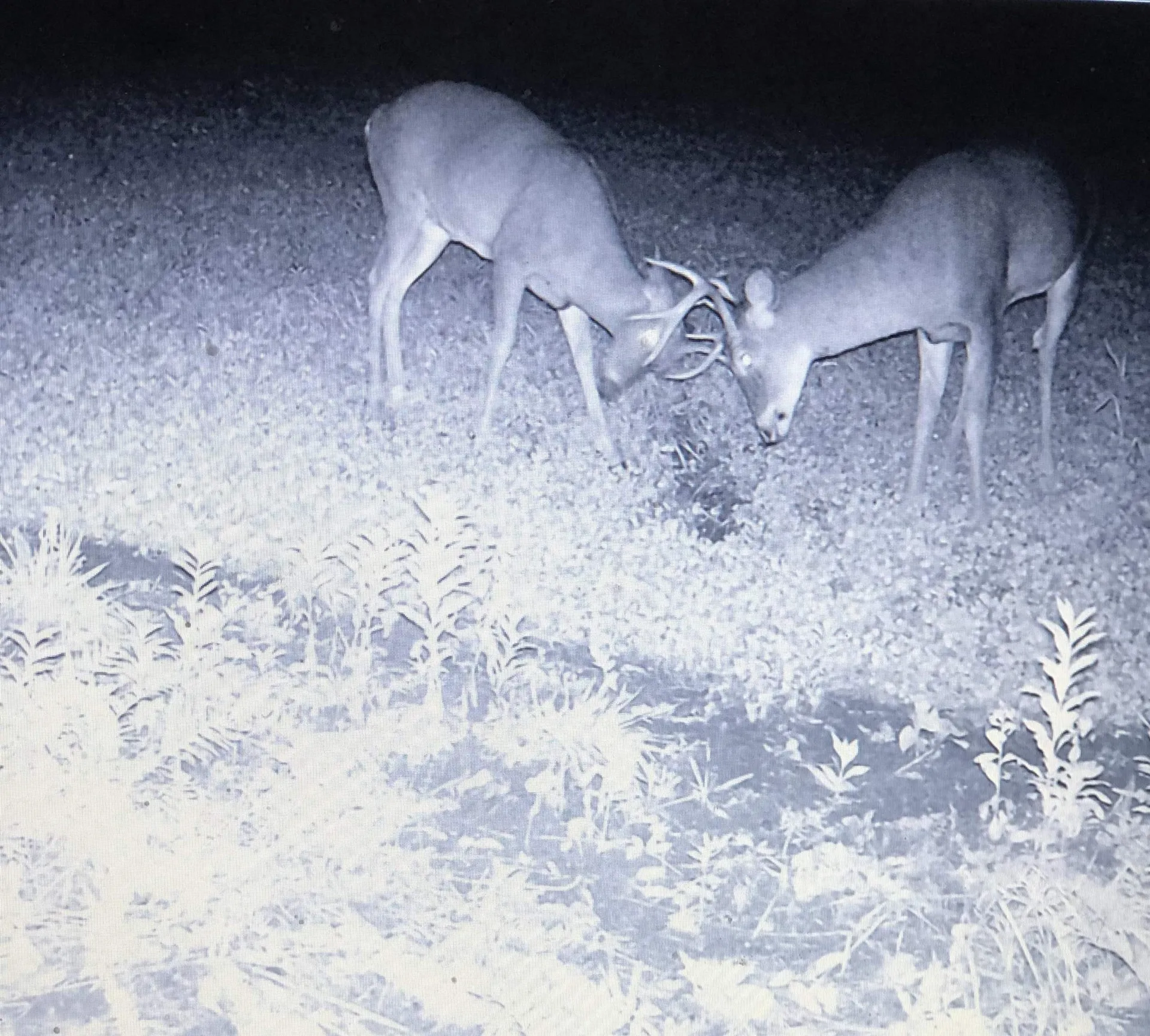 849 Mount Bess Road Charleston VT 05872