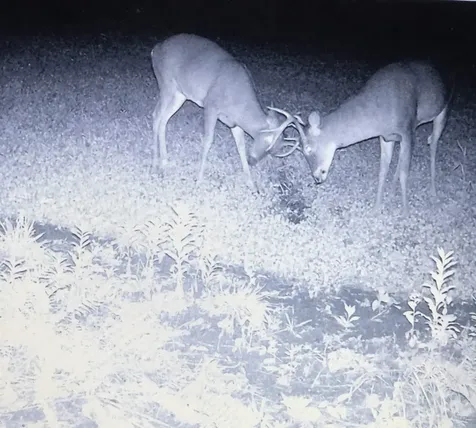 849 Mount Bess Road Charleston VT 05872