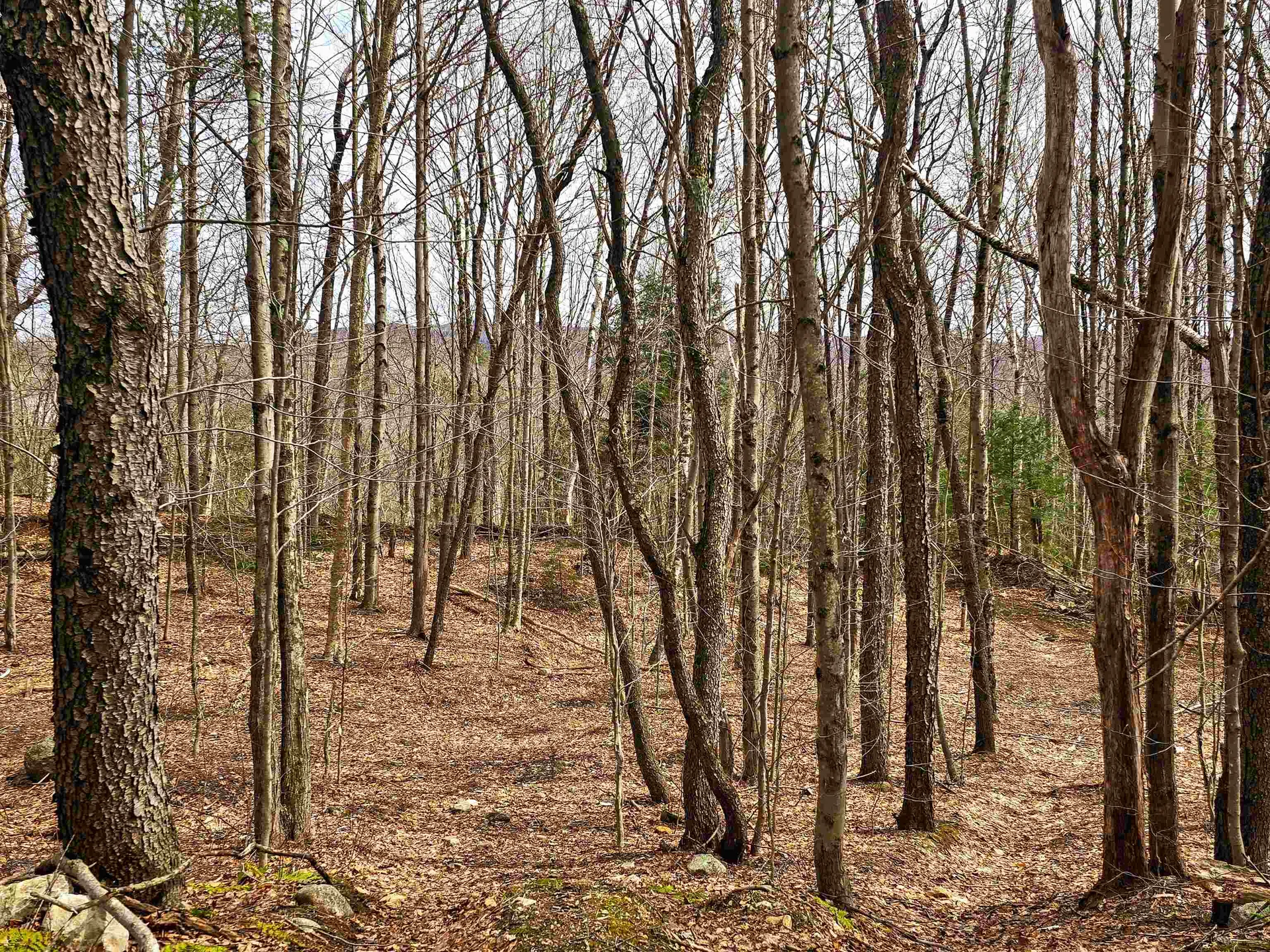 210 Sparrow Drive Stamford VT 05352