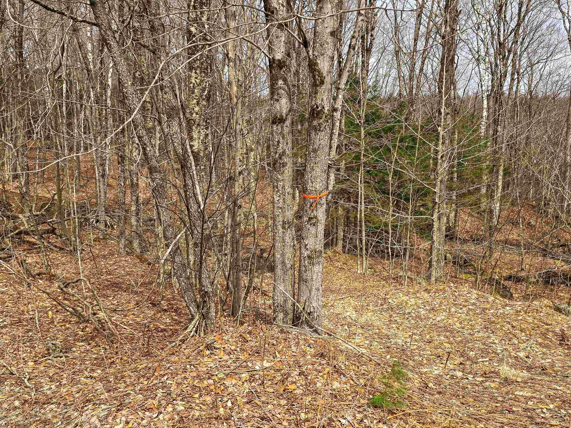 210 Sparrow Drive Stamford VT 05352