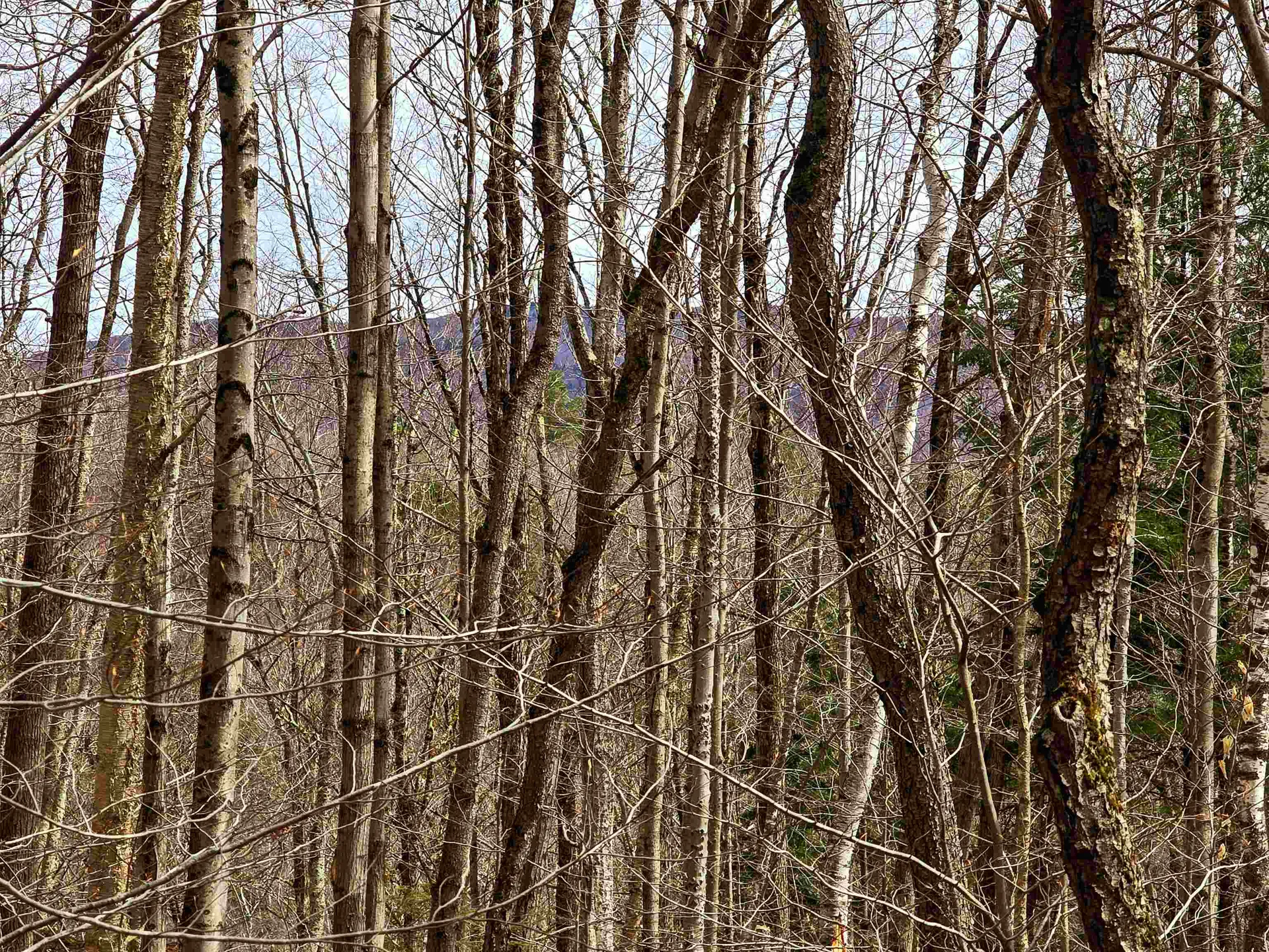 210 Sparrow Drive Stamford VT 05352