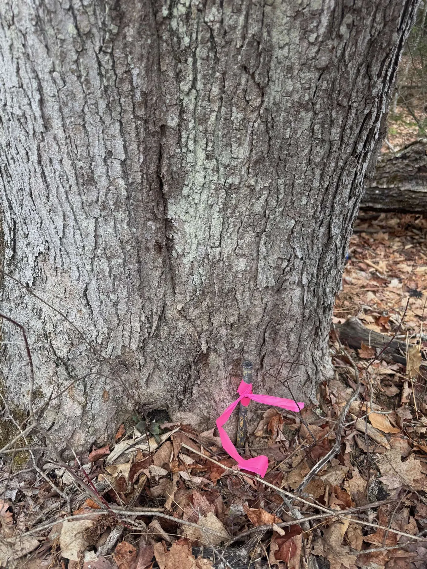 3225 George Hill Road Springfield NH 03284