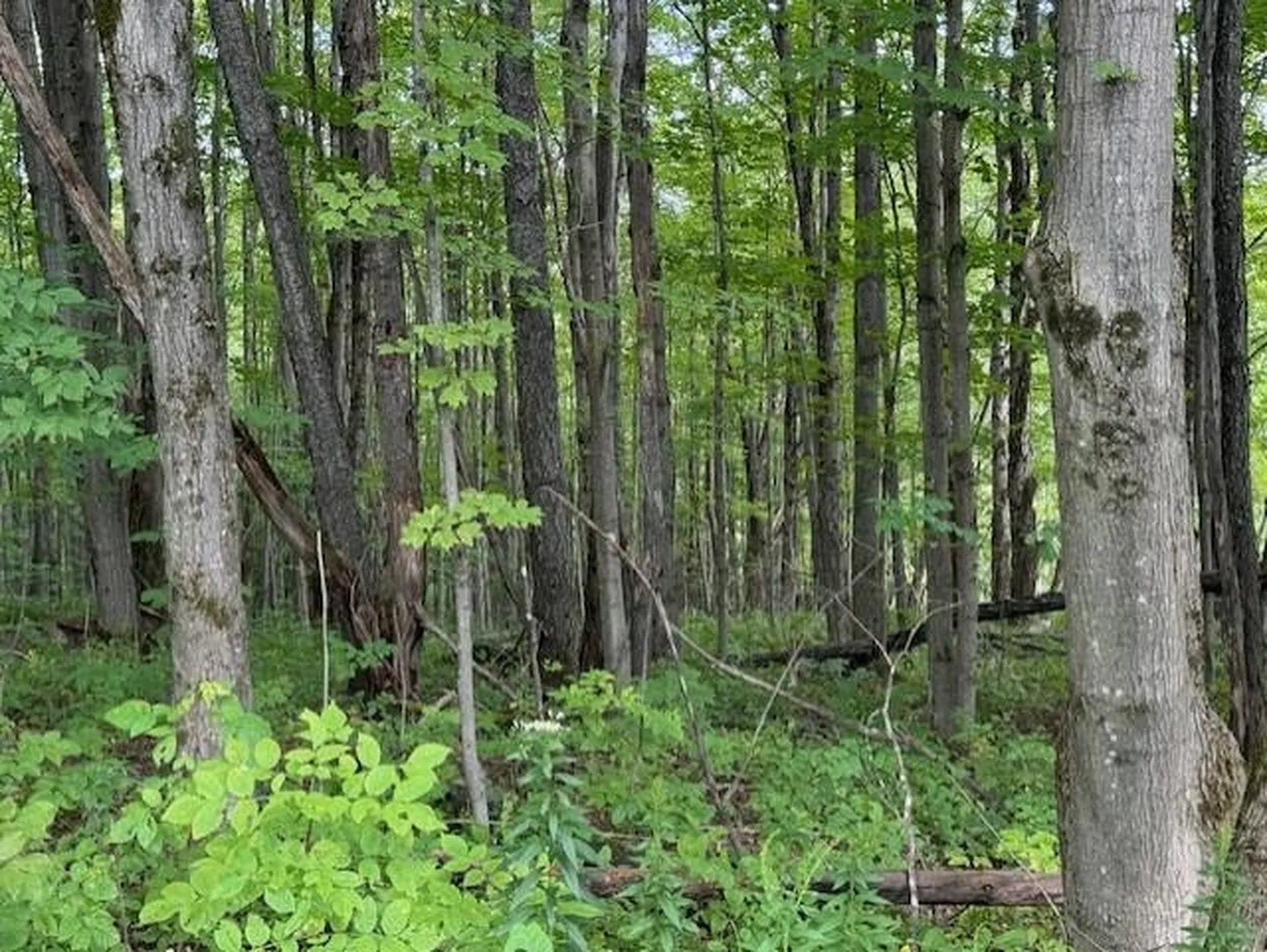 00 Westhill Road Montgomery VT 05470