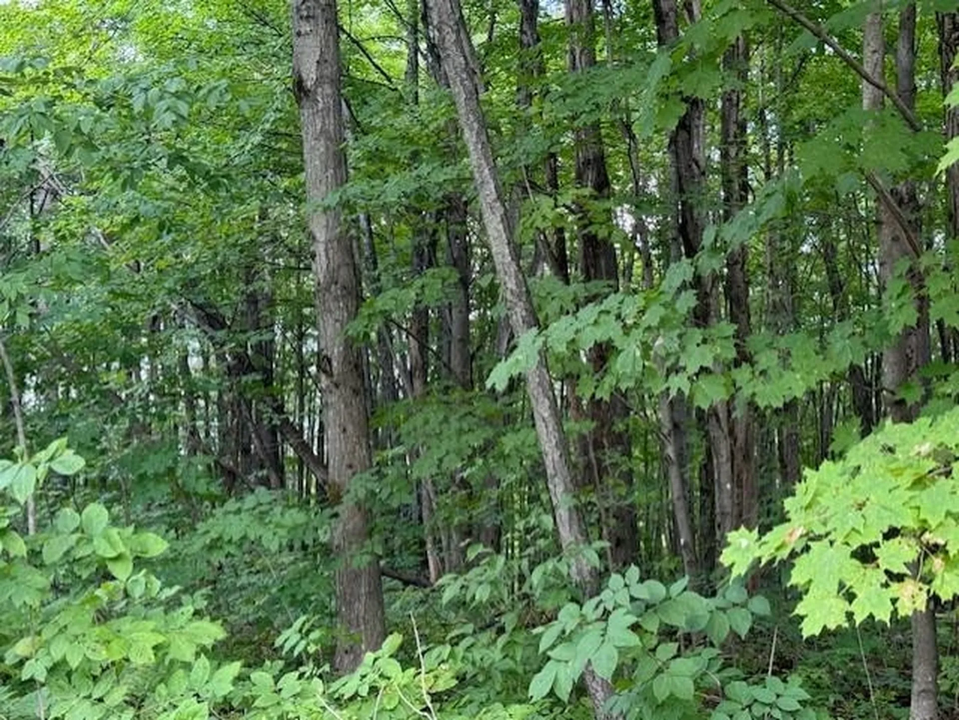 00 Westhill Road Montgomery VT 05470