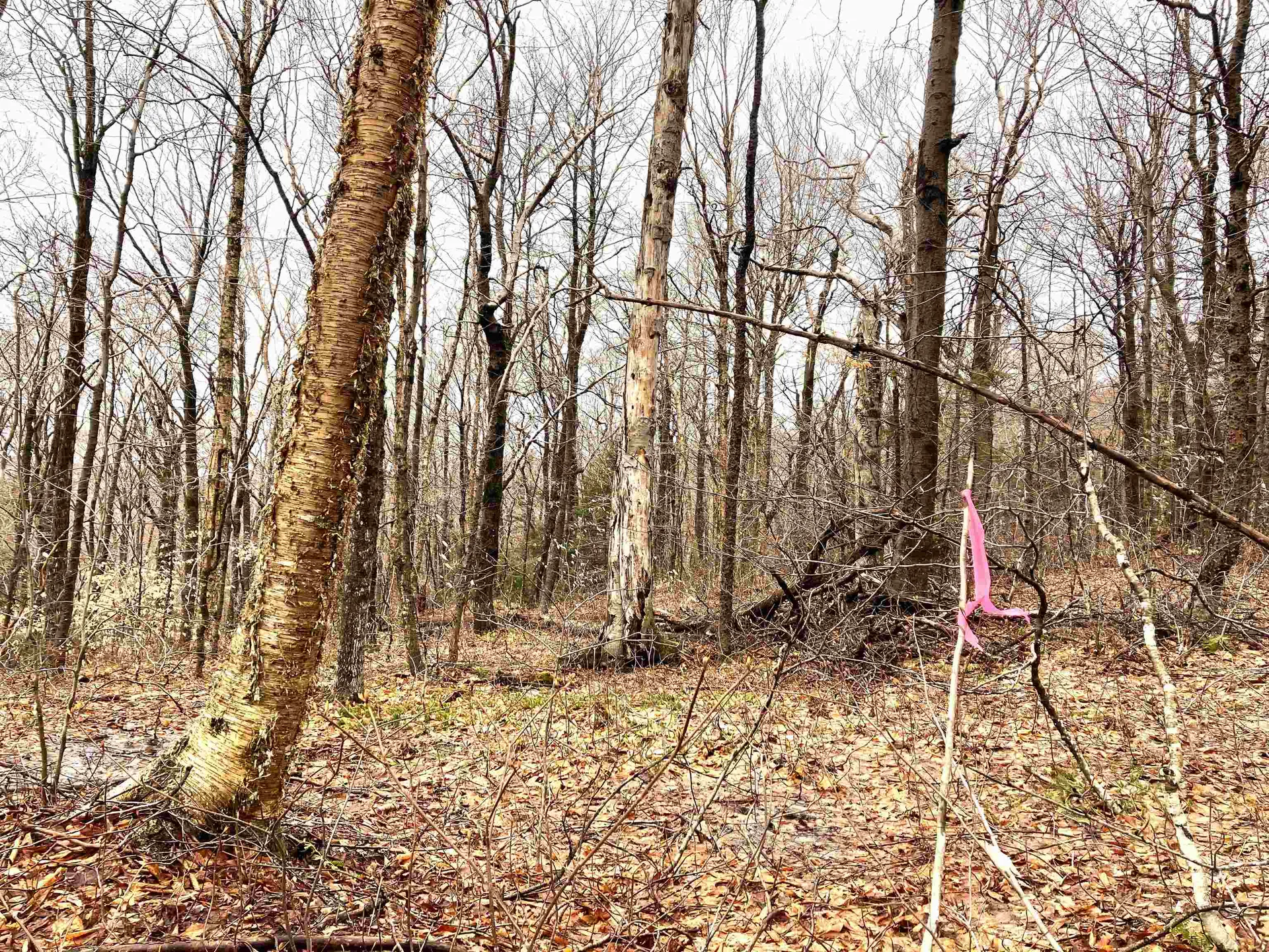 402 Fox Mount Road Wilmington VT 05363