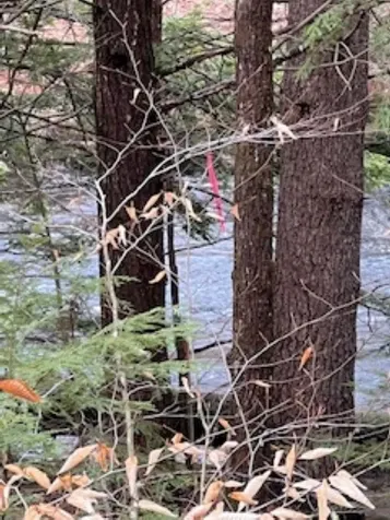 11-6 Clothespin Bridge Road Webster NH 03303