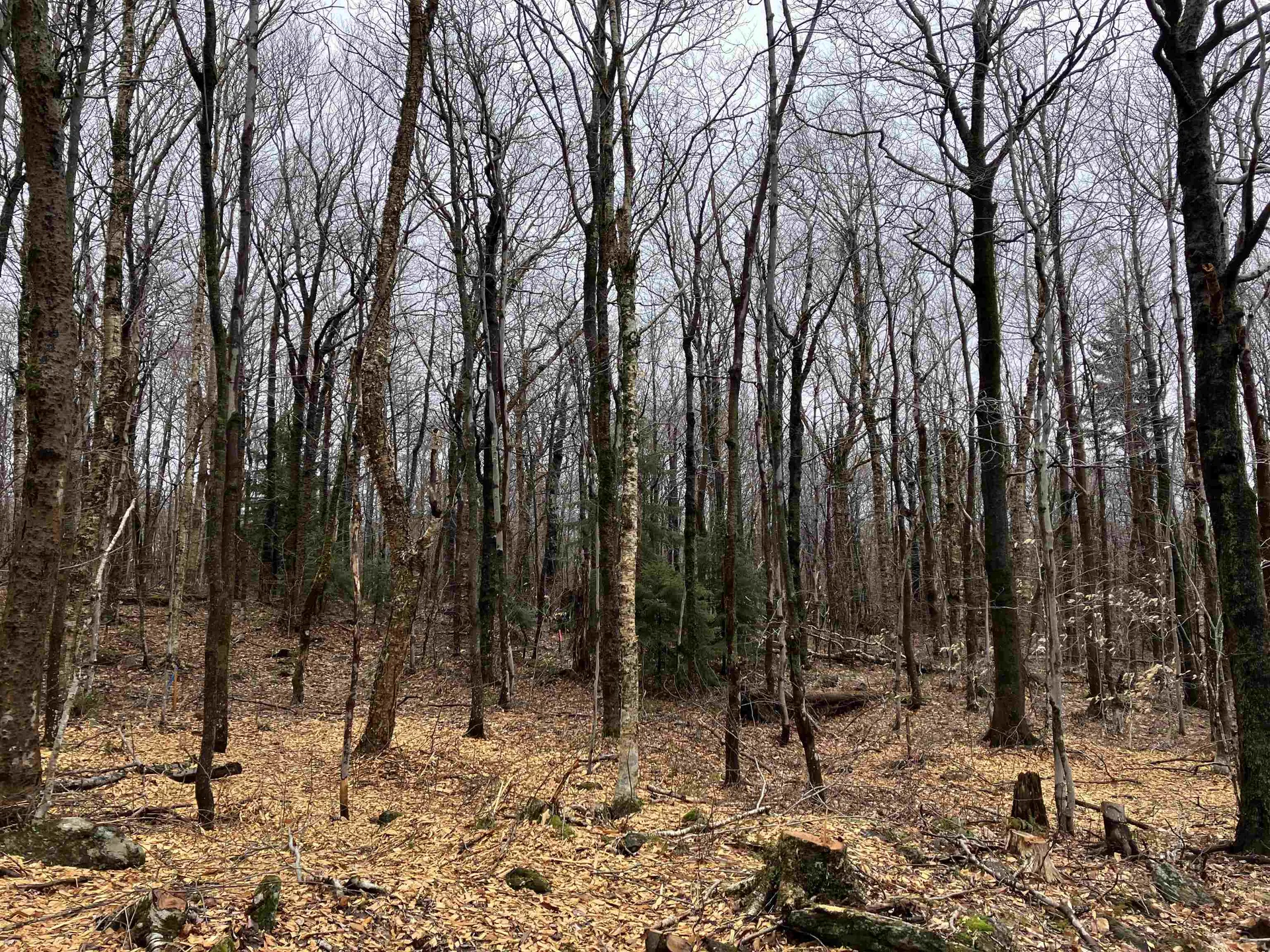 408 Fox Mt. Road Wilmington VT 05363