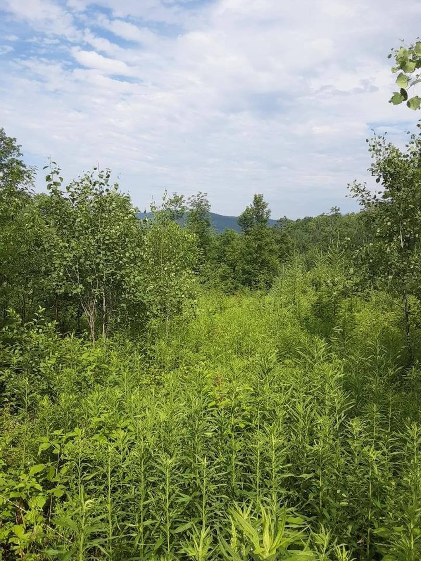 324 Crane Hill Road Sugar Hill NH 03486