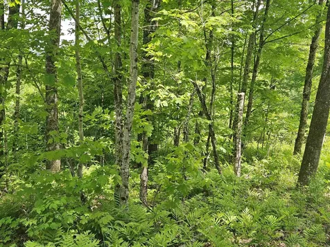 324 Crane Hill Road Sugar Hill NH 03486