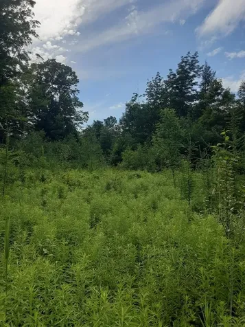 324 Crane Hill Road Sugar Hill NH 03486