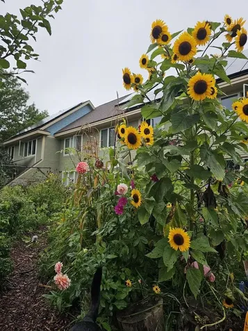 11 Common Way Charlotte VT 05445