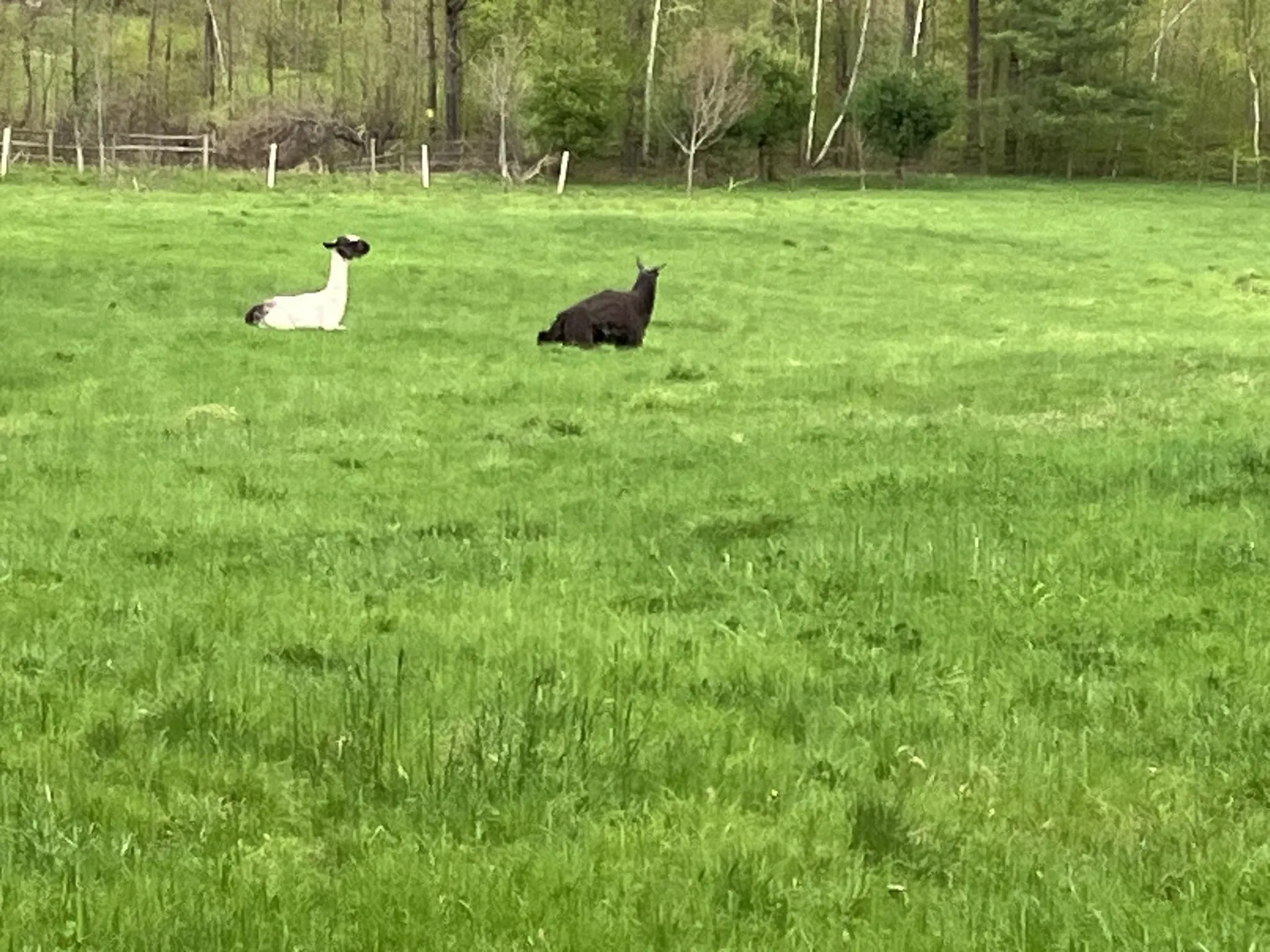 1502 Popple Dungeon Road Chester VT 05143