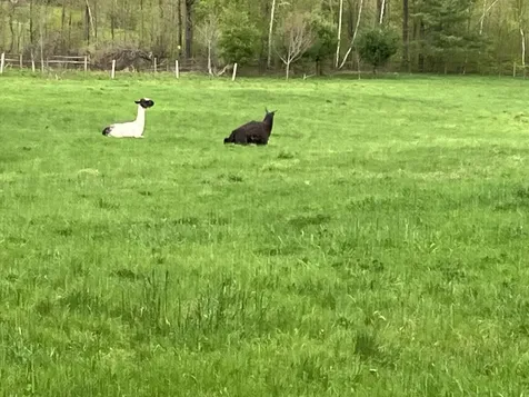 1502 Popple Dungeon Road Chester VT 05143