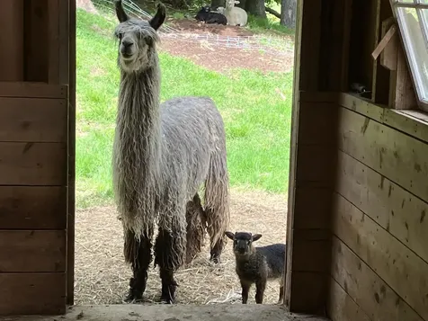 1502 Popple Dungeon Road Chester VT 05143