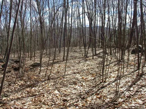 S5-11 Longwood Drive Greenfield NH 03047
