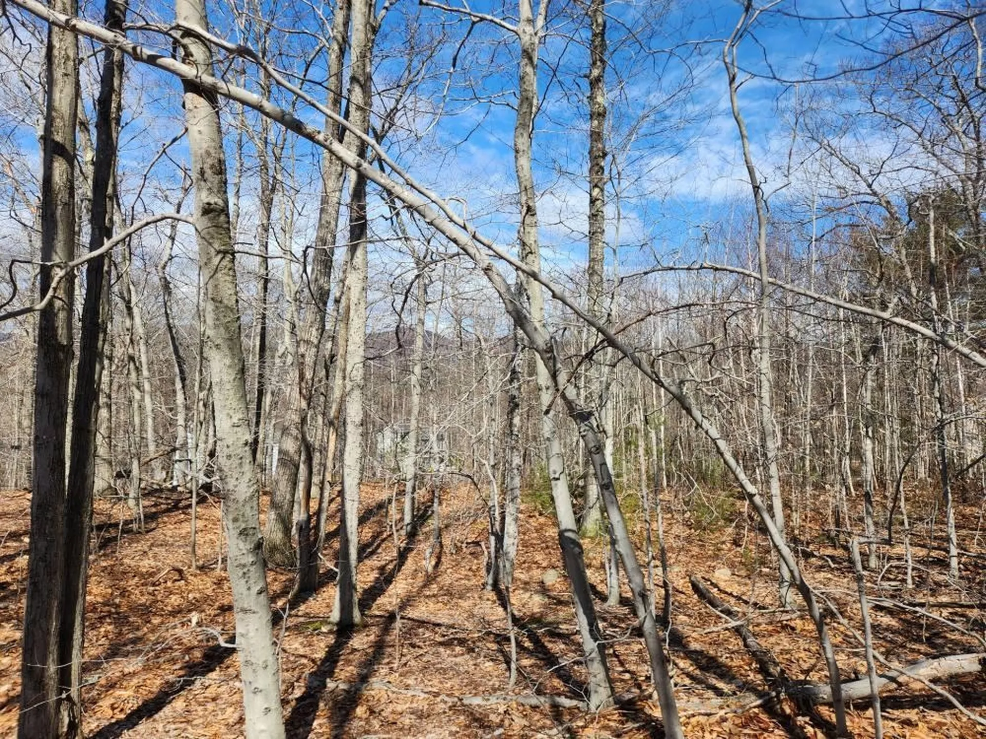 0 Frohock Brook Road Alton NH 03810