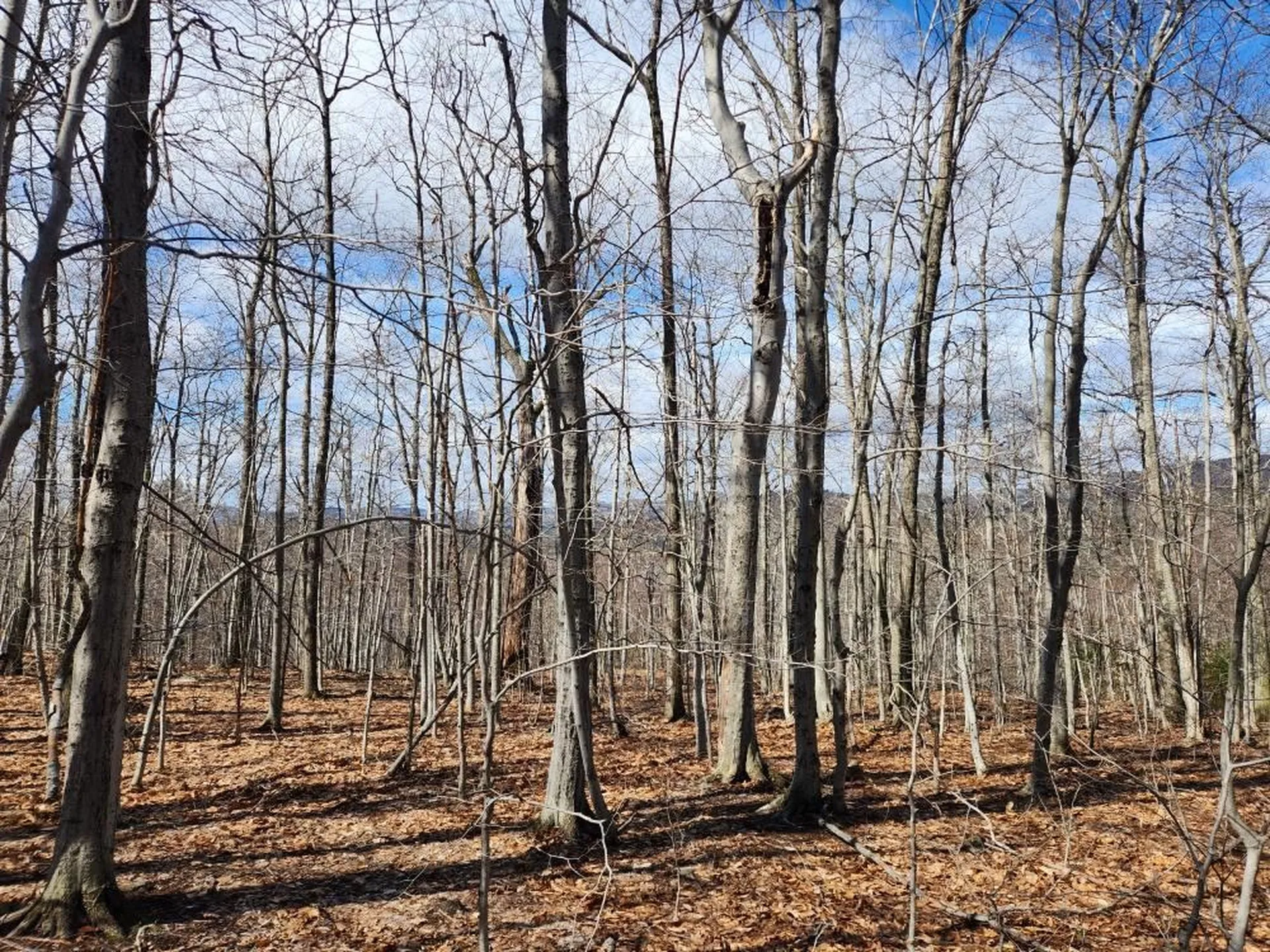 0 Frohock Brook Road Alton NH 03810