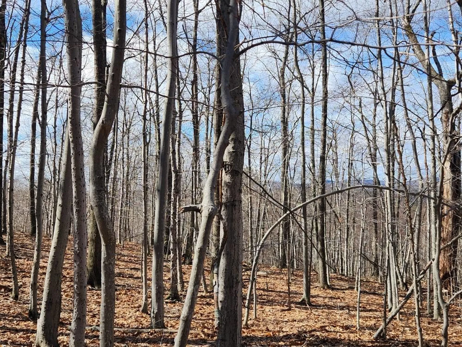 0 Frohock Brook Road Alton NH 03810