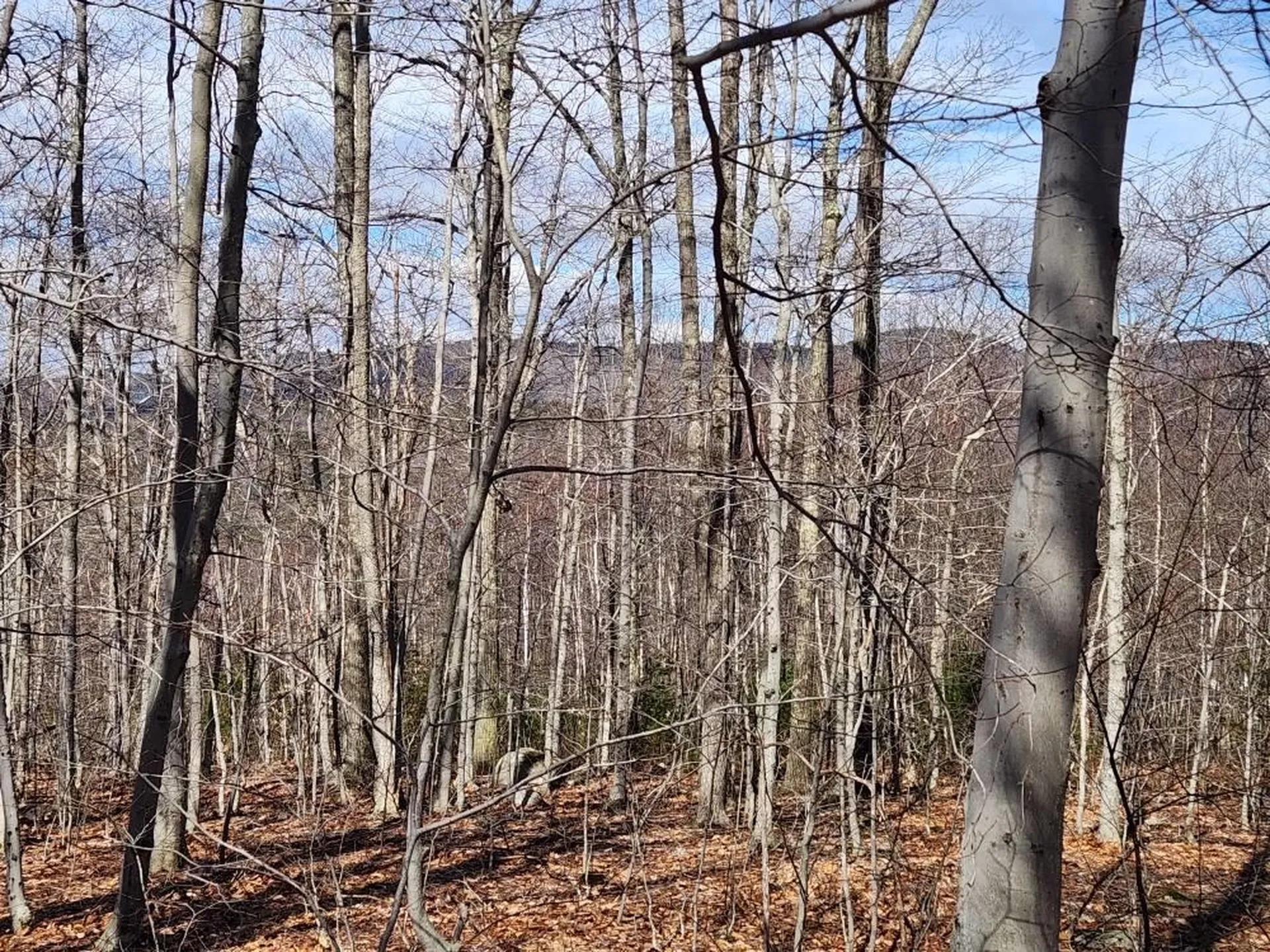 0 Frohock Brook Road Alton NH 03810