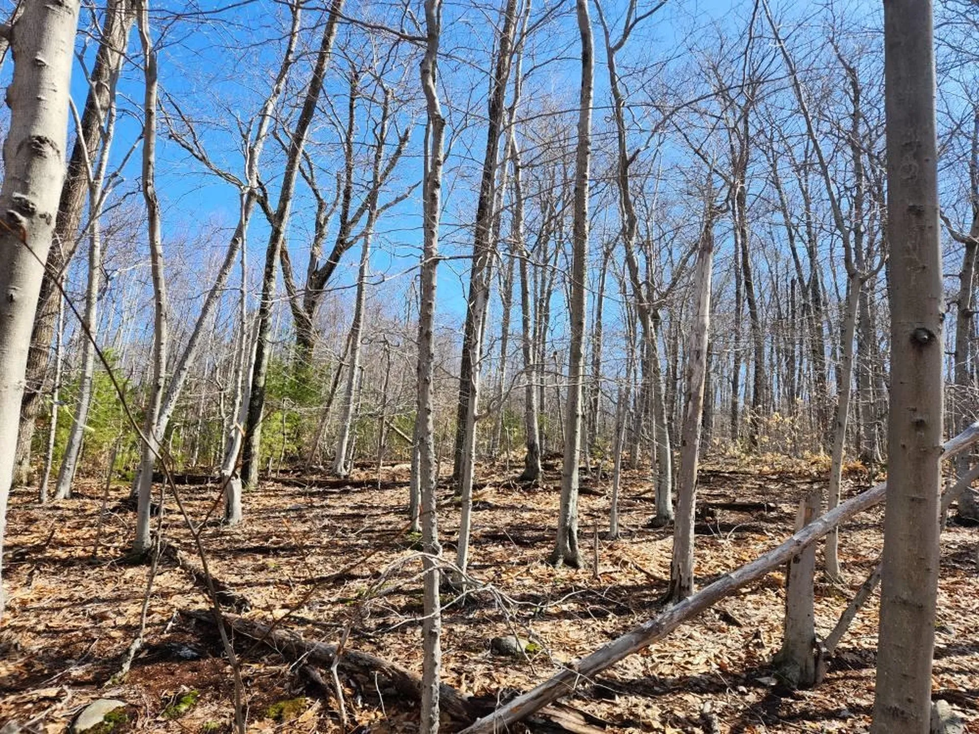 0 Frohock Brook Road Alton NH 03810