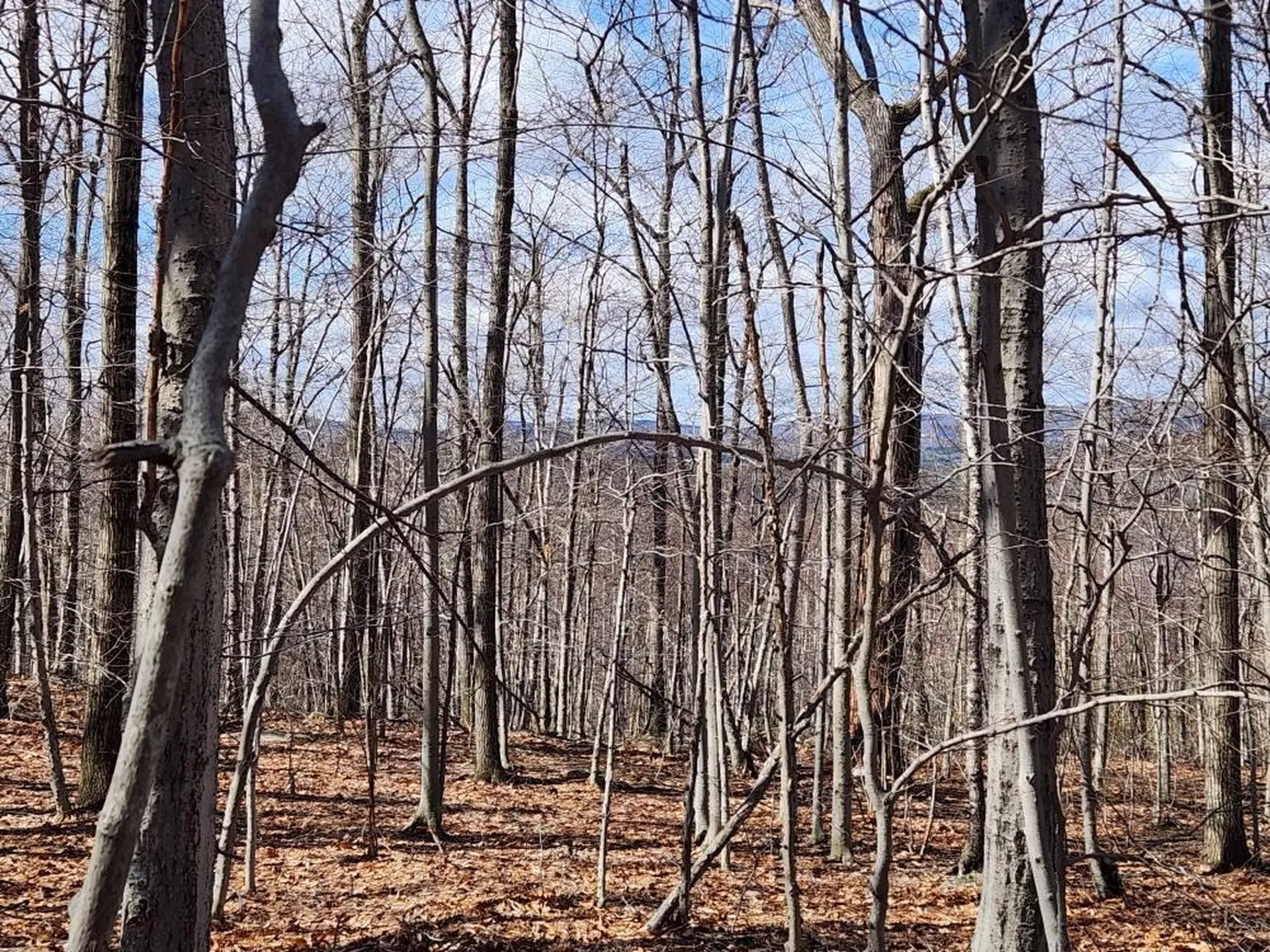 0 Frohock Brook Road Alton NH 03810