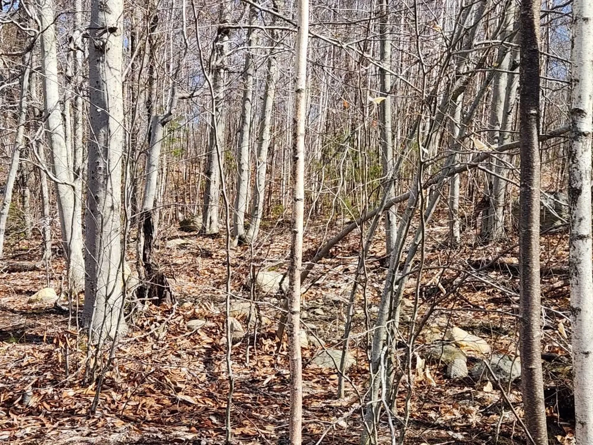 0 Frohock Brook Road Alton NH 03810