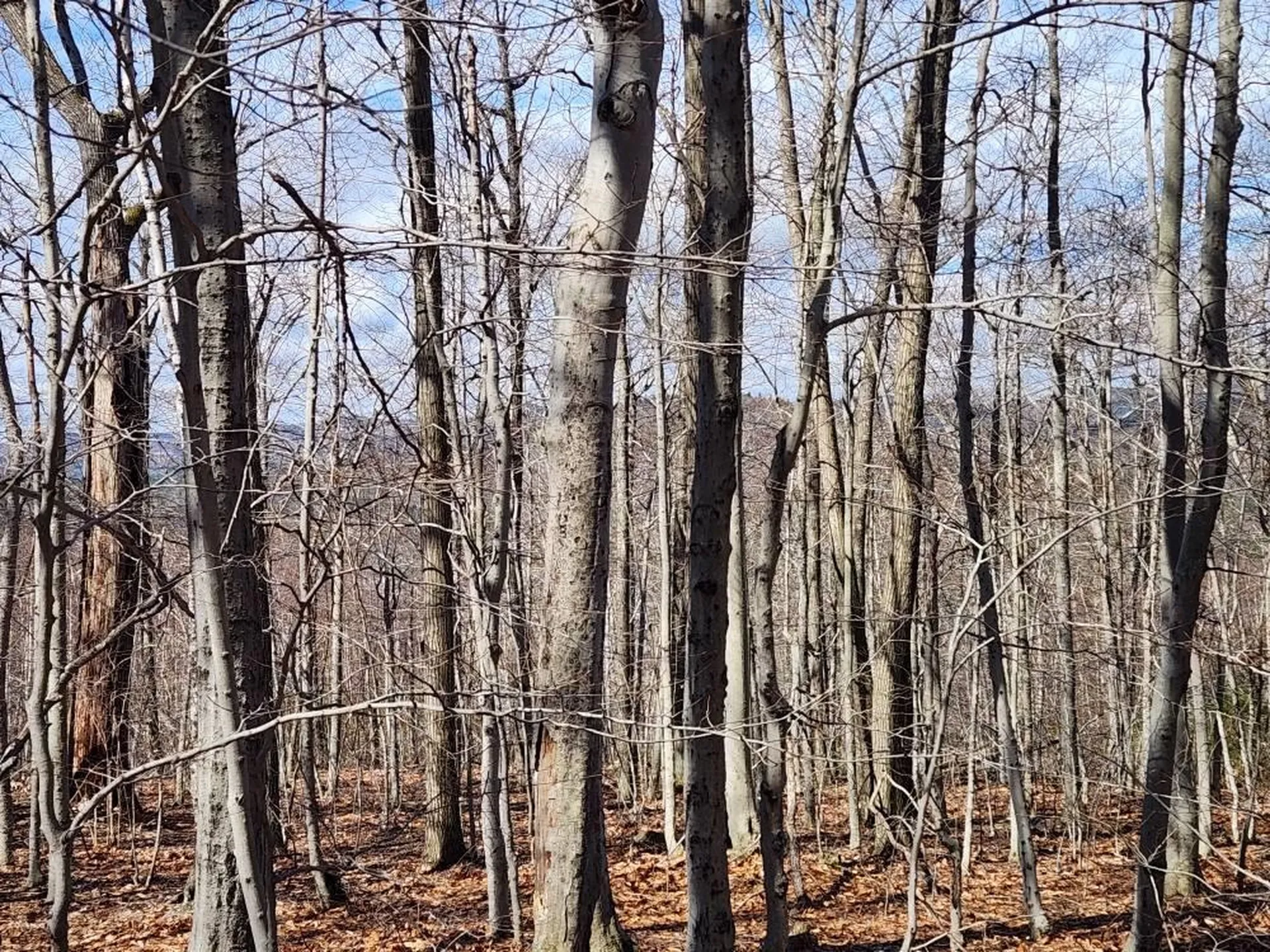 0 Frohock Brook Road Alton NH 03810