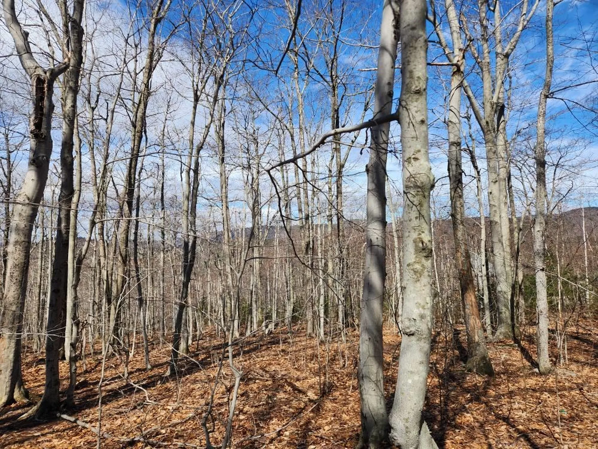 0 Frohock Brook Road Alton NH 03810