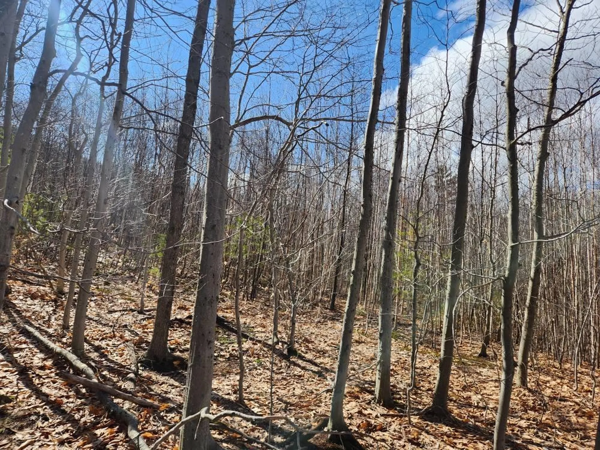 0 Frohock Brook Road Alton NH 03810