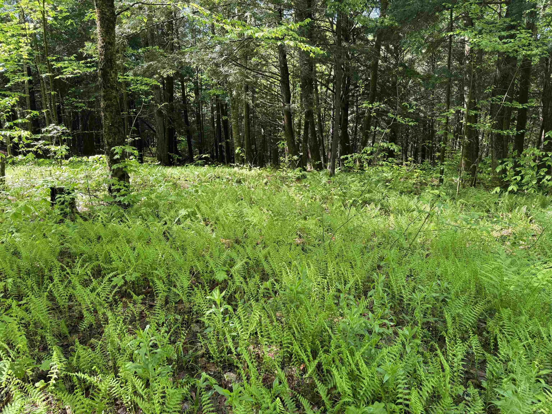 Tbd Plot Road Johnson VT 05656