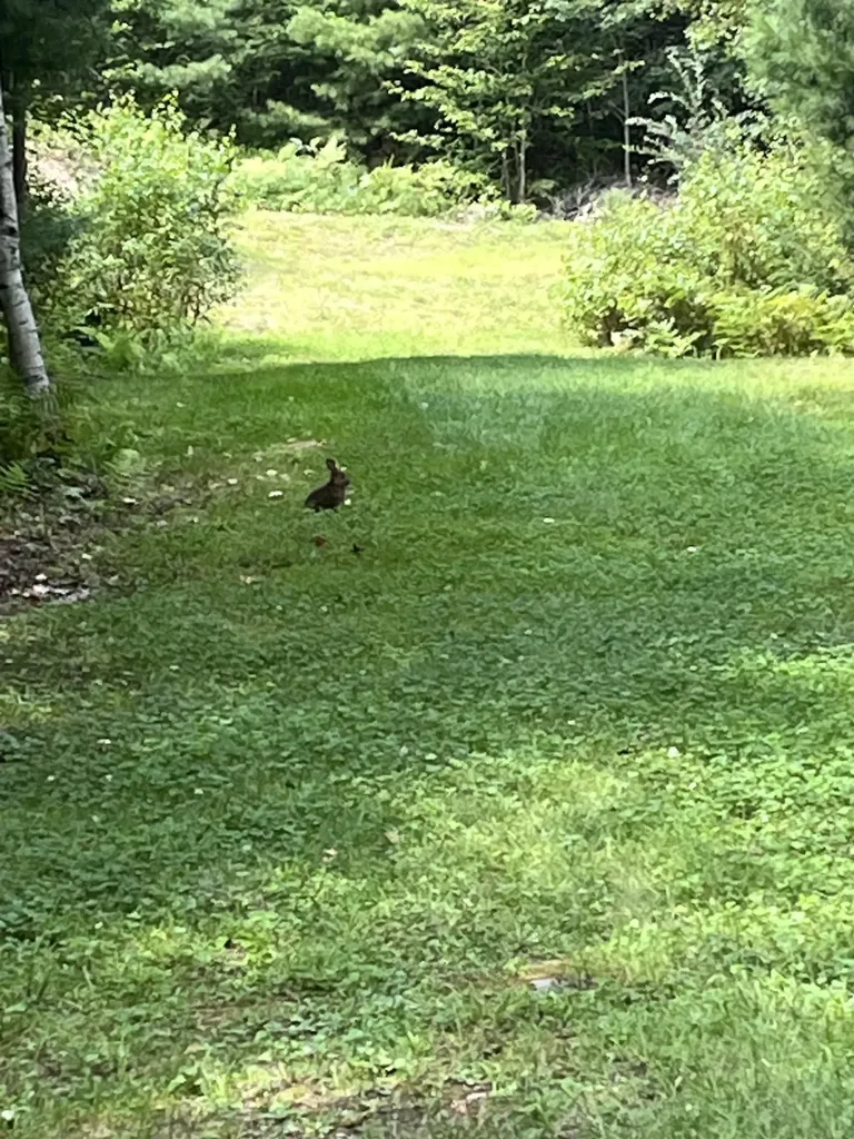 17 Ingalls Road Pittsfield NH 03263