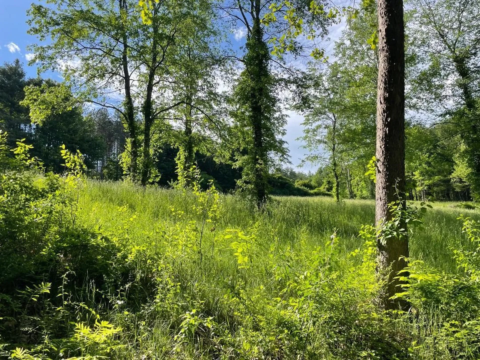 00 Hill Road Brookline VT 05345