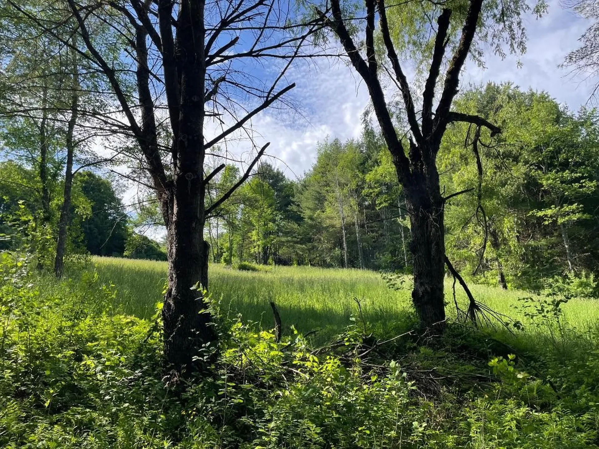 00 Hill Road Brookline VT 05345