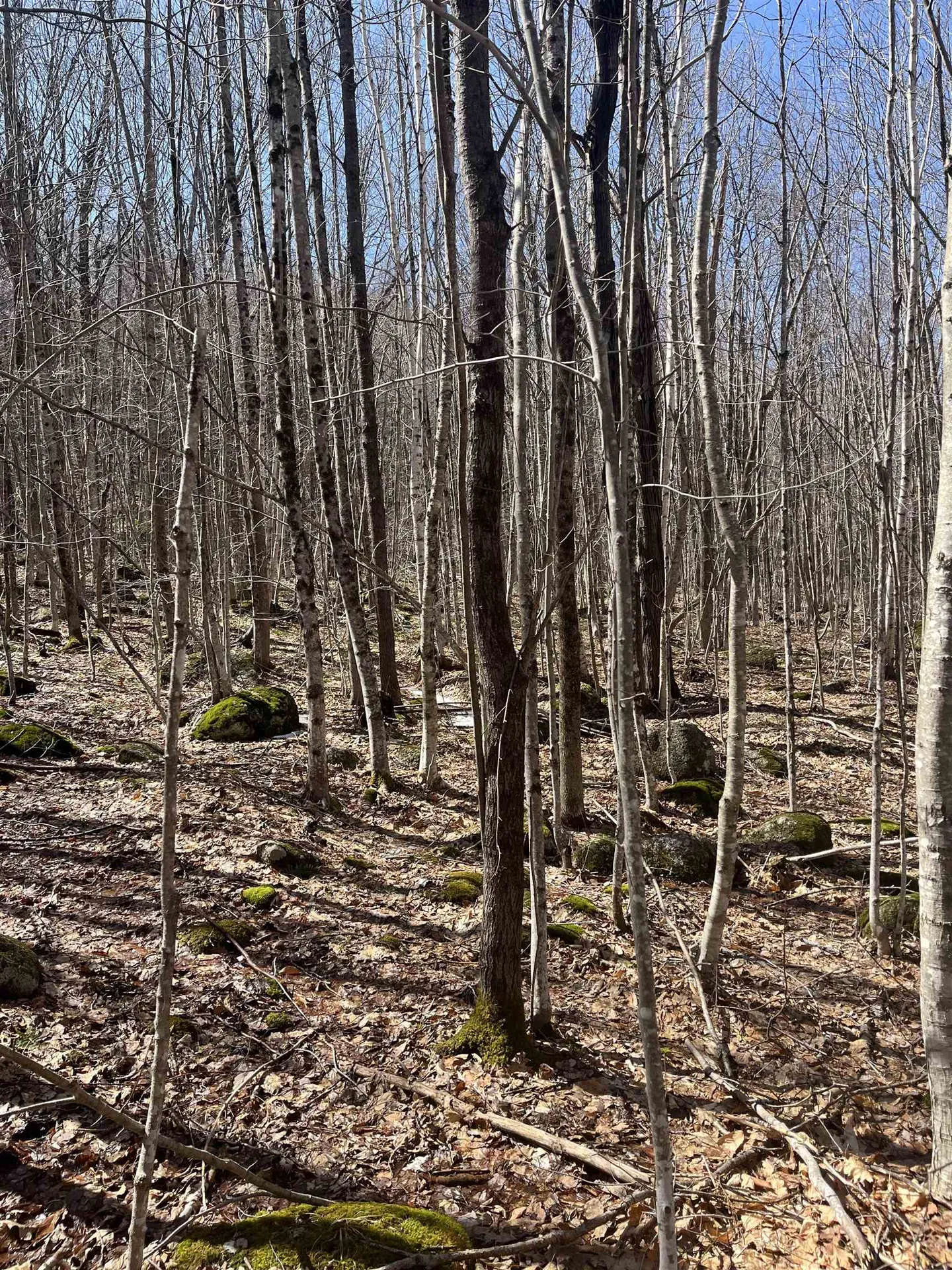 Lot 178 Map 20, Dole School House Road Washington NH 03280