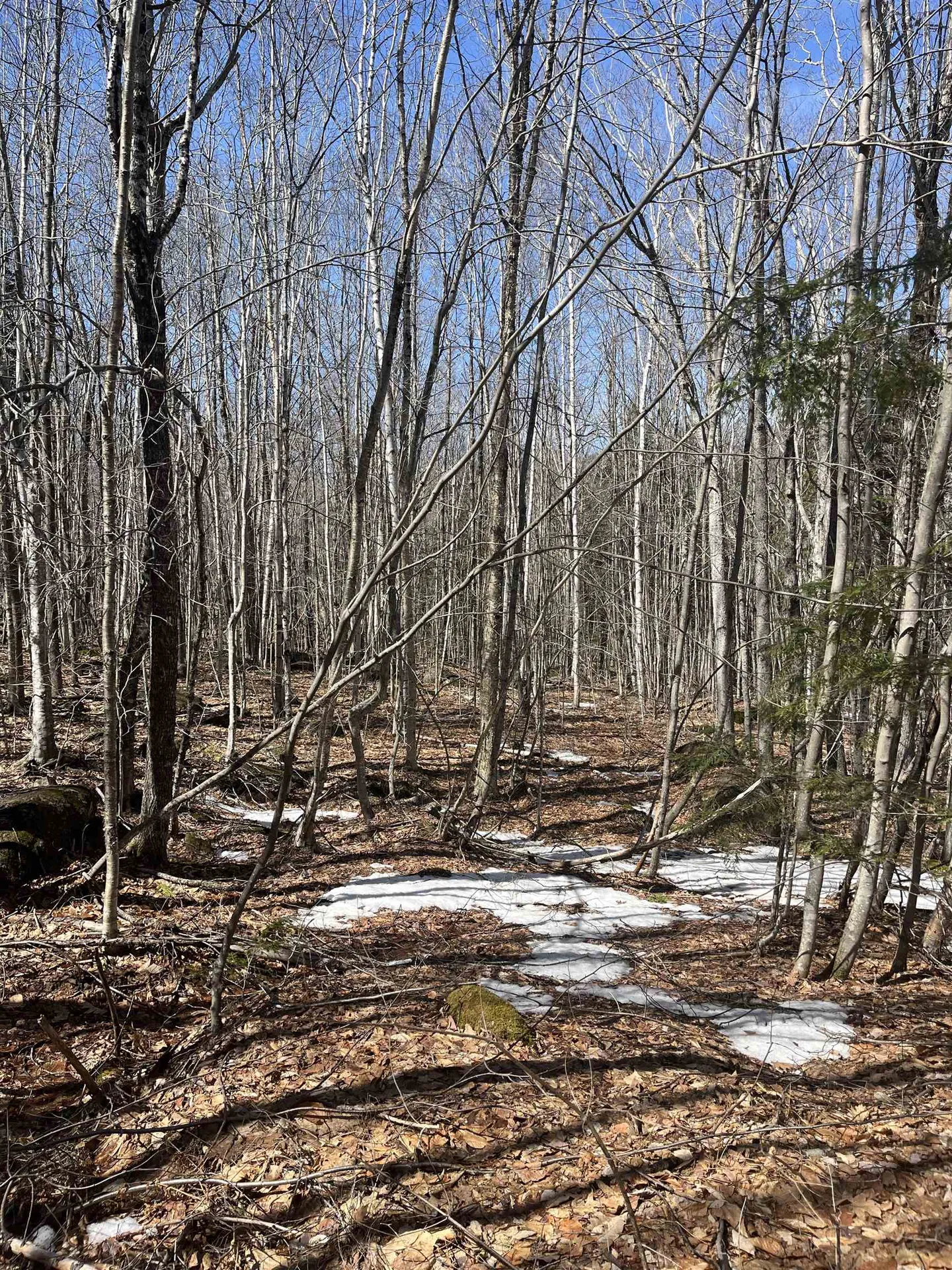 Lot 178 Map 20, Dole School House Road Washington NH 03280