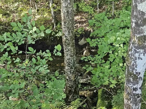 1230 Pinkham Road Burke VT 05832