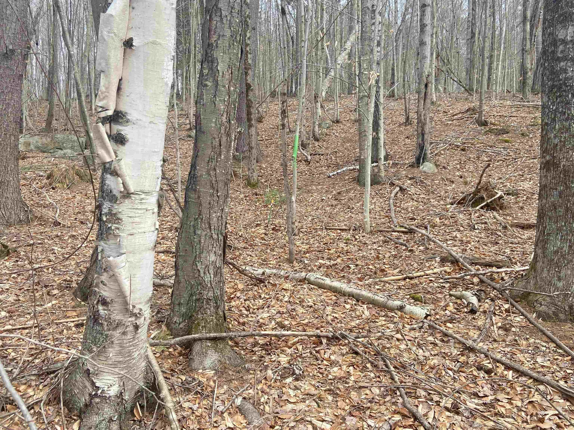 1 Berrie Lane Townshend VT 05353