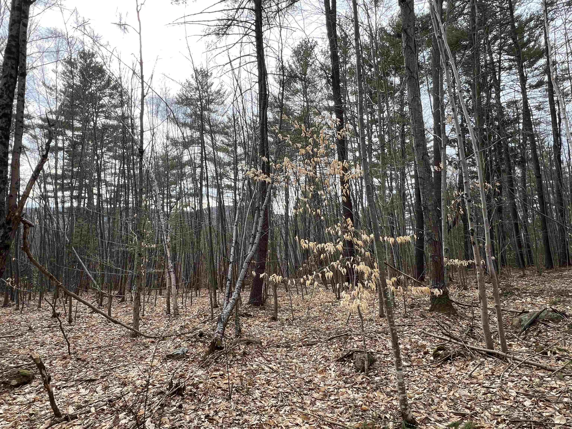 1 Berrie Lane Townshend VT 05353